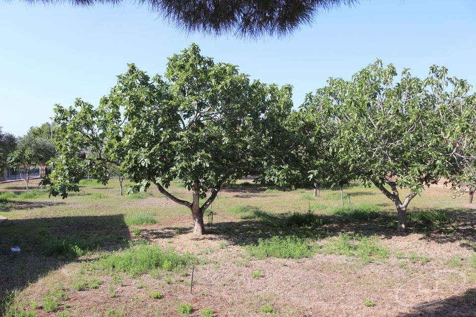 Ferme à Palafrugell